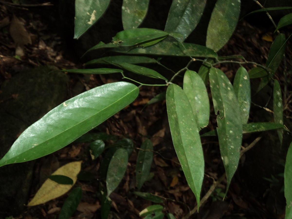 Xanthophyllum zeylanicum Meijden